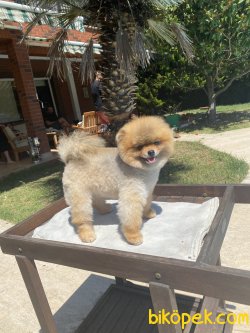 Ayı Surat Teddy Bear Pomeranian Boo 3