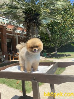 Ayı Surat Teddy Bear Pomeranian Boo 5