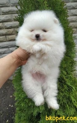 AYI SURAT TEDDY BEAR POMERANİAN BOO IRK BELGELİ 1