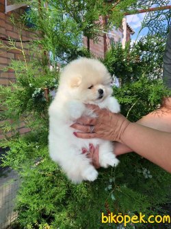 AYI SURAT TEDDY BEAR POMERANİAN BOO IRK BELGELİ 3