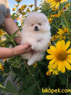 AYI SURAT TEDDY BEAR POMERANİAN BOO IRK BELGELİ 2