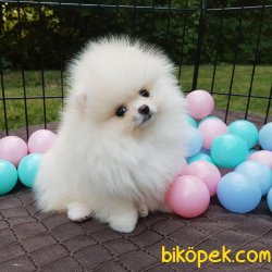 AYI  SURAT Teddy Bear Pomeranian Boo Irk Belgeli Garantili 1