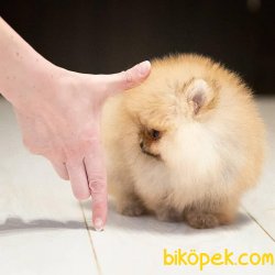 Ayı Surat Teddy Bear Pomeranian Boo Yavrular 4