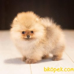 Ayı Surat Teddy Bear Pomeranian Boo Yavrular 1
