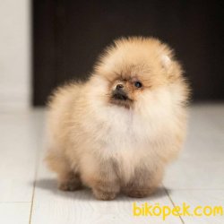 Ayı Surat Teddy Bear Pomeranian Boo Yavrular 2