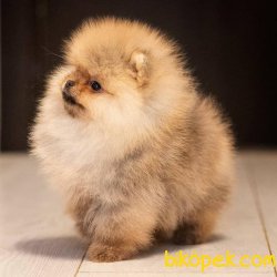 Ayı Surat Teddy Bear Pomeranian Boo Yavrular 3