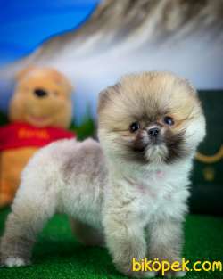 Ayı Surat TeddyBear Pomeranian Boo Oğlumuz Badem /Yavrupartiler 4