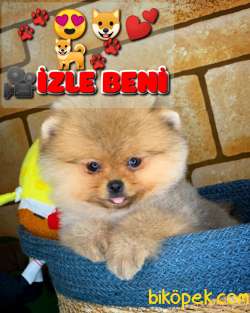 AYI SURAT TEDDYBEAR POMERANİAN BOO OĞLUMUZ MOJİTO / Yavrupatiler 1