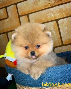 AYI SURAT TEDDYBEAR POMERANİAN BOO OĞLUMUZ MOJİTO / Yavrupatiler 5