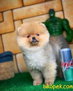 AYI SURAT TEDDYBEAR POMERANİAN BOO OĞLUMUZ MOJİTO / Yavrupatiler 2
