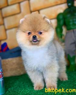 AYI SURAT TEDDYBEAR POMERANİAN BOO OĞLUMUZ MOJİTO / Yavrupatiler 3