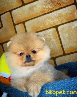 AYI SURAT TEDDYBEAR POMERANİAN BOO OĞLUMUZ MOJİTO / Yavrupatiler 4