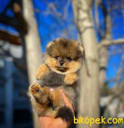 Ayı Surat Teddyface Pomeranian Boo Oğlumuz BUGGY / Yavrupartiler 4