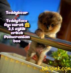 Ayı Surat Teddyface Pomeranian Boo Oğlumuz BUGGY / Yavrupartiler 5
