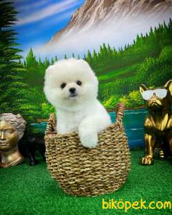 Ayı Surat Teddyface Pomeranian Boo Oğlumuz PUTY/Yavrupartiler 4