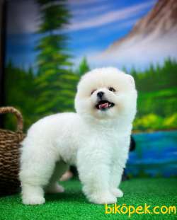 Ayı Surat Teddyface Pomeranian Boo Oğlumuz PUTY/Yavrupartiler 3