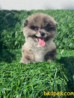 AYI SURAT WC EGITIMLI POMERANIAN BOO 1