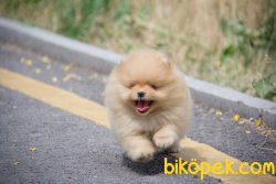 AYI SURAT WC EGITIMLI POMERANIAN BOO YAVRULAR 3