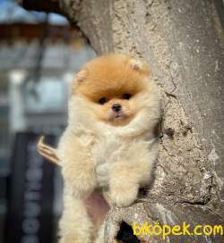 Ayı Surat Yakışıklı Pomeranian Boo Oğlumuz CARLO 1