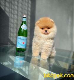Ayı Surat Yakışıklı Pomeranian Boo Oğlumuz CARLO 3