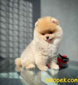 Ayı Surat Yakışıklı Pomeranian Boo Oğlumuz CARLO 2