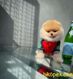 Ayı Surat Yakışıklı Pomeranian Boo Oğlumuz CARLO 4