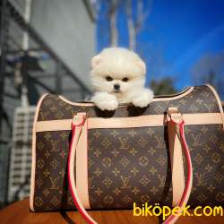 Ayı Surat Yakışıklı Pomeranian Boo Oğlumuz HUGO 4
