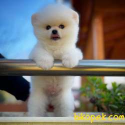 Ayı Surat Yakışıklı Pomeranian Boo Oğlumuz HUGO 1