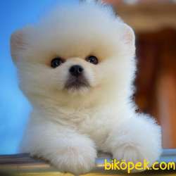 Ayı Surat Yakışıklı Pomeranian Boo Oğlumuz HUGO 3