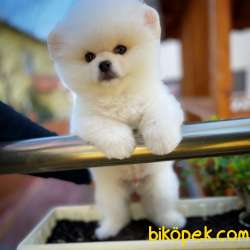 Ayı Surat Yakışıklı Pomeranian Boo Oğlumuz HUGO 2