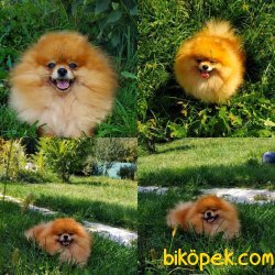 Ayı Suratlı Boo Dog Pomeranian Yavru Ve Yetişkinler 3