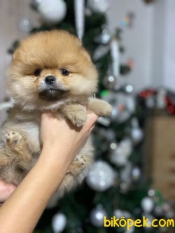 Ayı Suratlı Boo Dog Pomeranian Yavru Ve Yetişkinler 1