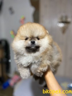 Ayı Suratlı Boo Dog Pomeranian Yavru Ve Yetişkinler 2