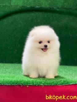 Ayı Suratlı Pomeranian Prensim Yeni Ailesini Bekliyor 3