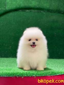 Ayı Suratlı Pomeranian Prensim Yeni Ailesini Bekliyor 4