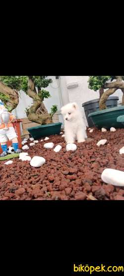 AYİ YAVRUSU SAMOYED A KALİTE IRK 2