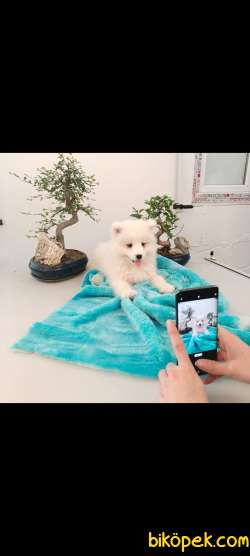 AYİ YAVRUSU SAMOYED A KALİTE IRK 4