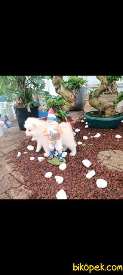 AYİ YAVRUSU SAMOYED A KALİTE IRK 5