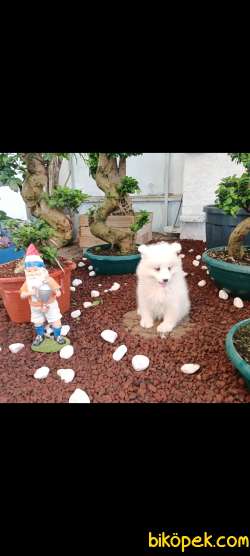 AYİ YAVRUSU SAMOYED A KALİTE IRK 2