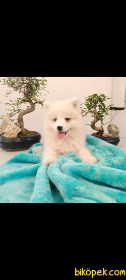 AYİ YAVRUSU SAMOYED A KALİTE IRK