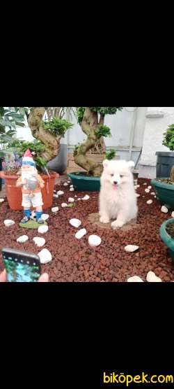 AYİ YAVRUSU SAMOYED A KALİTE IRK 3