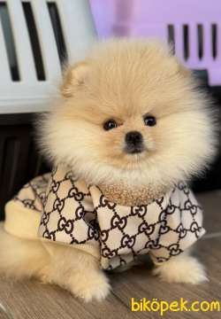 AYICIK DİŞİ POMERANİAN BOO