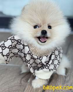 AYICIK DİŞİ POMERANİAN BOO 3