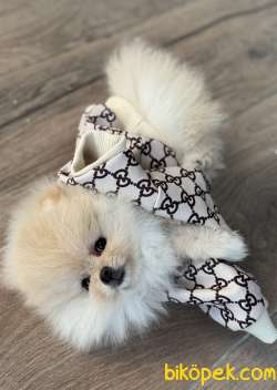 AYICIK DİŞİ POMERANİAN BOO 5