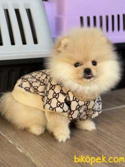 AYICIK DİŞİ POMERANİAN BOO 2