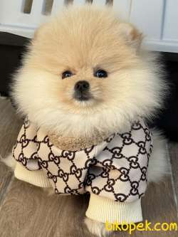 AYICIK DİŞİ POMERANİAN BOO 4
