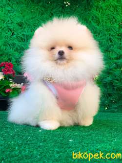Ayıcık Gülen Yüz Pomeranian 3