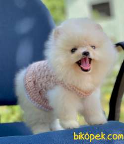 Ayıcık Güzel Pomeranian Bebekler 2