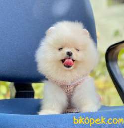 Ayıcık Güzel Pomeranian Bebekler 1