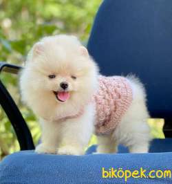 Ayıcık Güzel Pomeranian Bebekler 4